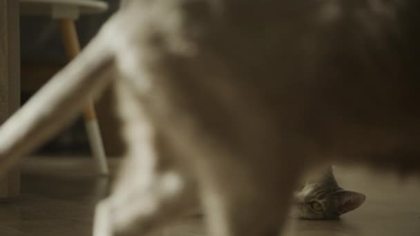Кіт Ходить Відкрити Домашній Таббі Стрей Фелін Відпочиває Підлозі Квартири — стокове відео
