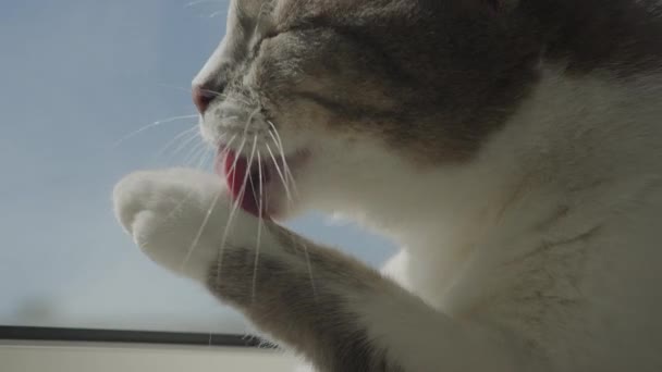 Doméstico Gato Limpeza Pata Close Stray Felino Lavagem Rosto Interior — Vídeo de Stock