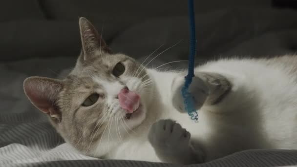 在床上玩耍的流浪猫 用爪子和爪子猎狗的禁忌家猫 — 图库视频影像