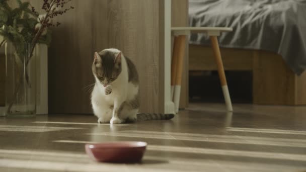 Pruhované Domácí Kočka Mytí Packy Podlaze Bytu Pomalém Pohybu — Stock video