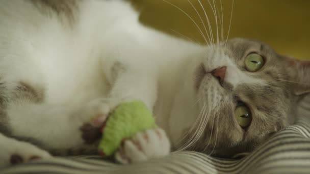 Домашняя Кошка Играет Игрушечной Мышкой Смешной Позе Дома — стоковое видео