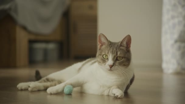 Tollpatschige Hauskatze Und Eine Spielzeugmaus Hause Tabby Streunerkatze Drinnen — Stockvideo