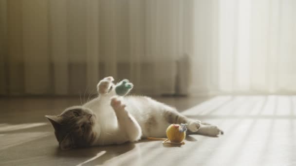 Roztomilý Domácí Kočka Chycení Hračka Myš Pomalém Pohybu Tabby Zatoulaný — Stock video