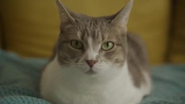 Kameraya Bakan ve Koltukta Rahatlayan Optik Zoom Evcil Kedi Yüzü