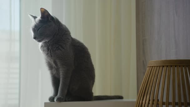 Prachtige Geitenbaard Grijs Kort Haar Huiselijke Kat Zoek Naar Camera — Stockvideo