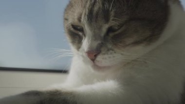 Tembel Ev Kedisi Güneş Banyosu ve Yıkama Yapıyor