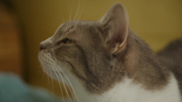 Tabby Domestic Cat Face Nahaufnahme Seitwärts Suchen — Stockvideo