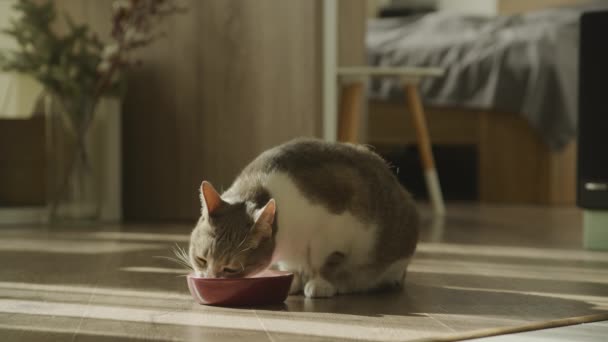 Happy Domácí Kočka Jíst Chutné Jídlo Lízání Úst — Stock video
