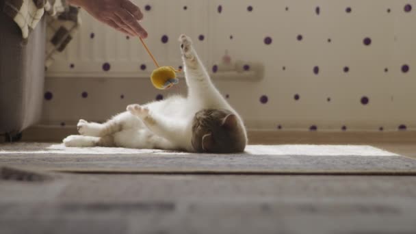 Inhemska Randiga Katt Leka Med Leksak Lägenhet Golv Slow Motion — Stockvideo