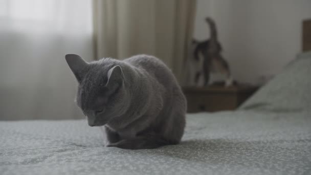 Две Домашние Кошки Найденные Овальном Кабинете Кружатся Вокруг Серой Кошки — стоковое видео