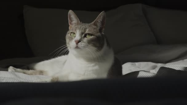 Vit Randig Inhemsk Katt Kylning Vintersolen Sängen — Stockvideo