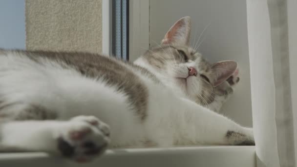 Домашний Кот Лежащий Подоконнике Солнечном Свете Умывающий Лицо — стоковое видео