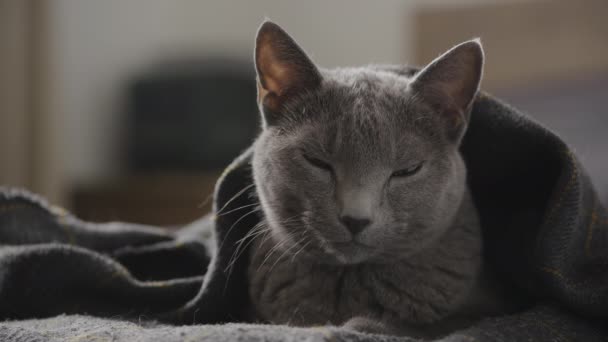 Sleepy Huisdier Gefokte Kat Verbergen Onder Deken Kijken Naar Camera — Stockvideo