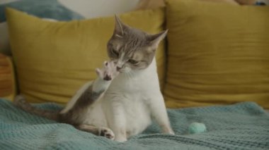 Tabby Beyaz Evcil Kedi Kanepede Pençelerini Temizliyor, Sokak Kedisi Pençesini Yıkamaya Odaklanıyor