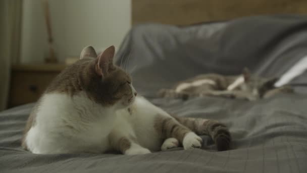 Dois Gatos Domésticos Chilling Cama Puro Sangue Stray Feline Relax — Vídeo de Stock