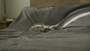 Yatakta Uyuyan Kedi, Gri Safkan Kedi Güneş Işığında Rahatlamaya Odaklan