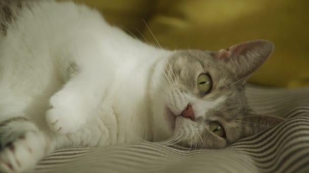 Preguiçoso Branco Listrado Doméstico Gato Deitado Sofá — Vídeo de Stock