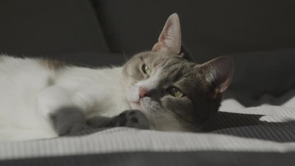 White Tabby Domestic Cat Eyes Взгляд Крупным Планом Кровати Солнечном — стоковое видео