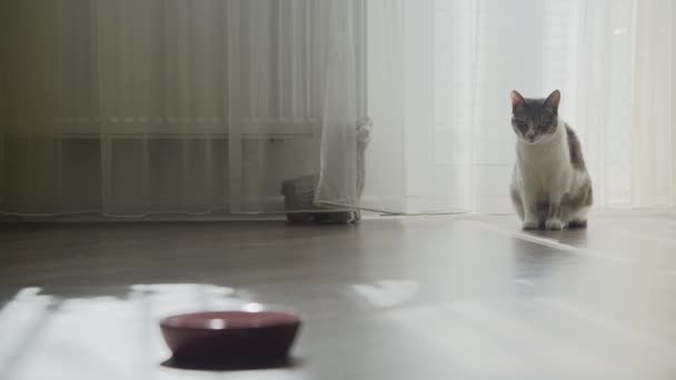 Белая Полосатая Домашняя Кошка Облизывает Лицо После Еды Помещении — стоковое видео