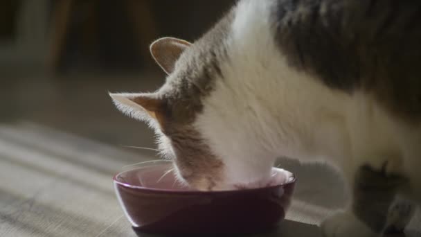 Vista Lateral Gato Doméstico Comer Sua Refeição Luz Sol Câmera — Vídeo de Stock