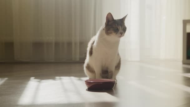 Hungry Tabby Домашняя Кошка Ожидании Еды Помещении — стоковое видео