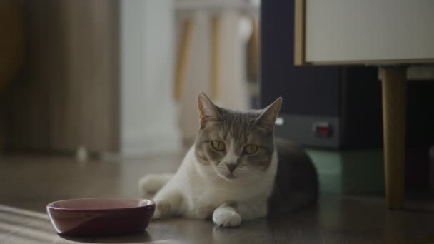 Белая Полосатая Домашняя Кошка Ожидании Еды — стоковое видео