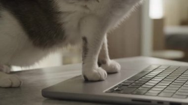 Evcil Kedi Pençeleri Laptop Dokunmatik Defterinde Duruyor Yaklaş