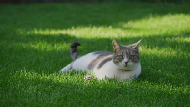 Tabby Domácí Kočka Relaxace Trávníku Zelené Trávy Dvorku Hračkou Míč — Stock video