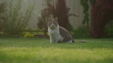 Meraklı Tekir Kedisi Gün batımında Yeşil Çimlerin üzerinde Bahçede Oturuyor