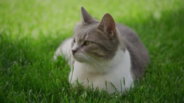 Bahçedeki Çimlerde Yatan Tekir Kedi Yaklaş