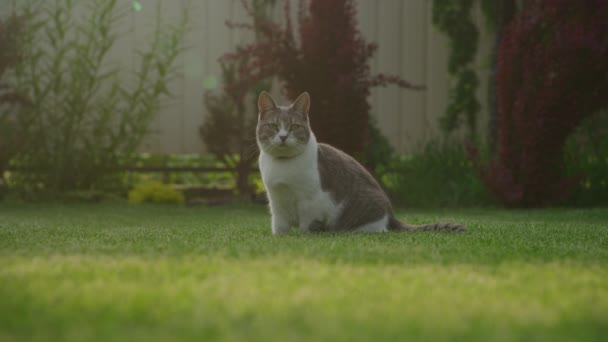 Curious Tabby Domestic Cat Sitting Garden Green Grass Lawn Sunset — Stock Video