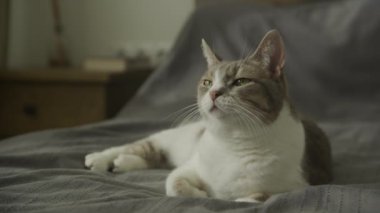 Beyaz Çizgili Evcil Kedi Yatakta Kameraya Bakıyor