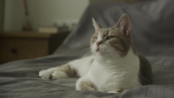 Λευκή Ριγέ Εγχώρια Γάτα Κοιτάζοντας Κάμερα Στο Κρεβάτι — Αρχείο Βίντεο
