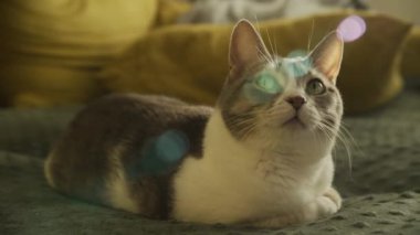 Meraklı Tekir Kedi Kanepede dinleniyor Rüya Gibi
