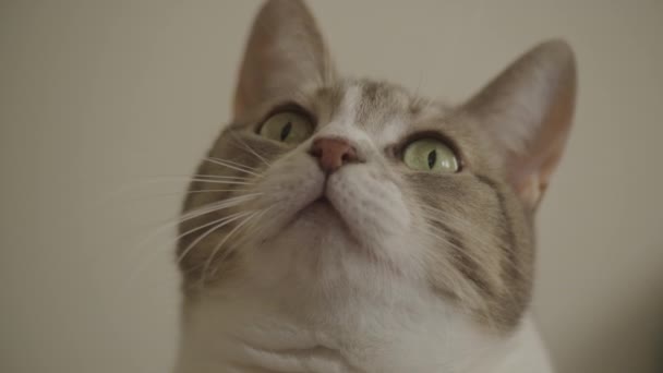 好奇心旺盛な健康な白いストライプ国内の猫の顔が閉じます — ストック動画