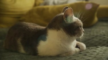 Şirin Beyaz Çizgili Evcil Kedi Kanepede Rahatla