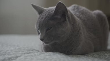 Gri Kısa Kıllı Saf Kedi Yüzlü Yörüngede