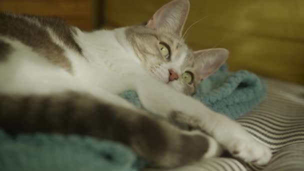 Tabby Γάτα Αλίευση Ποντίκι Παιχνίδι Στην Παιχνιδιάρικη Διάθεση — Αρχείο Βίντεο