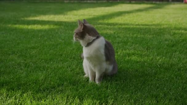 Gato Contemplativo Sentado Una Exuberante Hierba Felino Doméstico Disfrutando Momento — Vídeo de stock