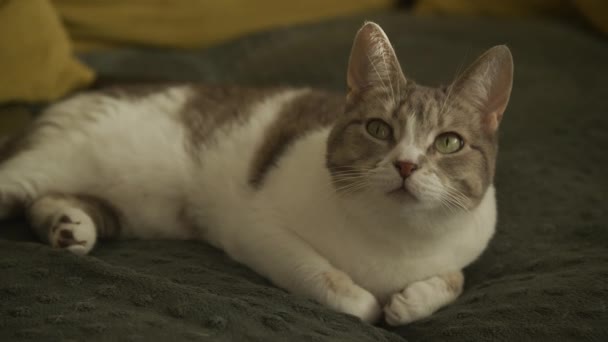 Een Ontspannen Tabby Kat Met Betoverende Groene Ogen Rustend Een — Stockvideo