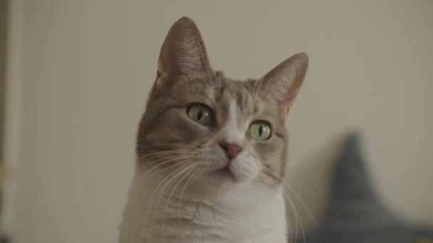 Gedetailleerd Portret Van Een Huiskat Met Opvallende Groene Ogen Een — Stockvideo