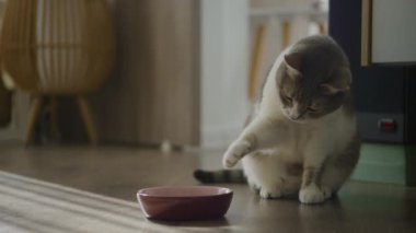 Bir yemek kasesinin yanında oynak bir kedi, arka planda mobilyalarla dolu bir ev zemininde pençesini kaldırmış.
