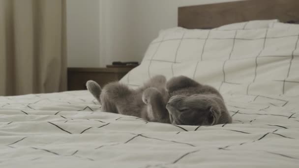 Een Tevreden Grijze Britse Stenografisch Kat Liggend Zijn Rug Een — Stockvideo