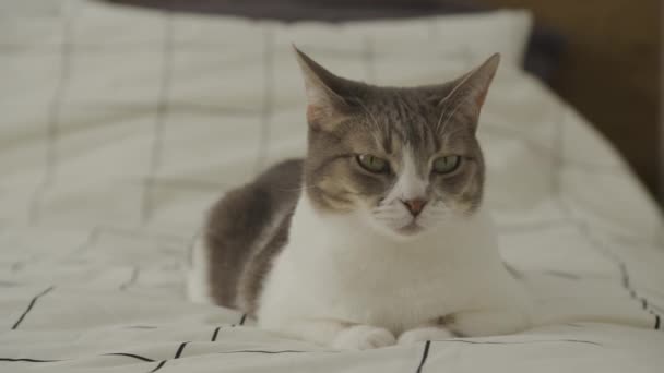 Seekor Kucing Domestik Yang Bijaksana Dengan Bulu Abu Abu Dan — Stok Video
