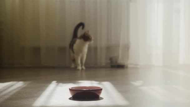 Eine Hauskatze Nähert Sich Einer Leeren Futterschüssel Auf Einem Sonnenbeschienenen — Stockvideo
