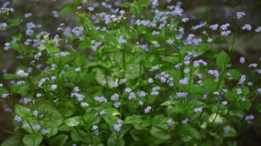 Canlı yeşil yaprakların arasında yemyeşil bir mavi unutma- ben- ben- ben- ben- ben--