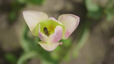 Bir arı, yaban hayatı ve bahar bitkilerinin etkileşimini gösteren pastel gölgeli bir lalenin içinde polen toplar.
