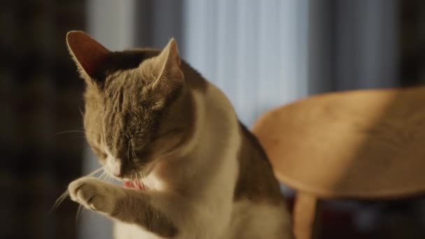 Kot Zajmujący Się Uwodzeniem Podniesioną Łapą Twarzy Miękkim Świetle Zachodu — Wideo stockowe