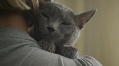İçeriği olan, mavi gözlü gri bir kedinin bir kişi tarafından kucaklanışının yakın çekimi.