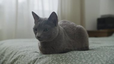 Sakin, gri, yeşil gözlü, yumuşak ışıklı bir odada çiçek örtüsünün üzerinde yatan bir kedi.